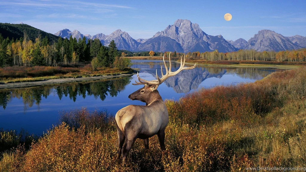Deer Wallpaper Backgrounds