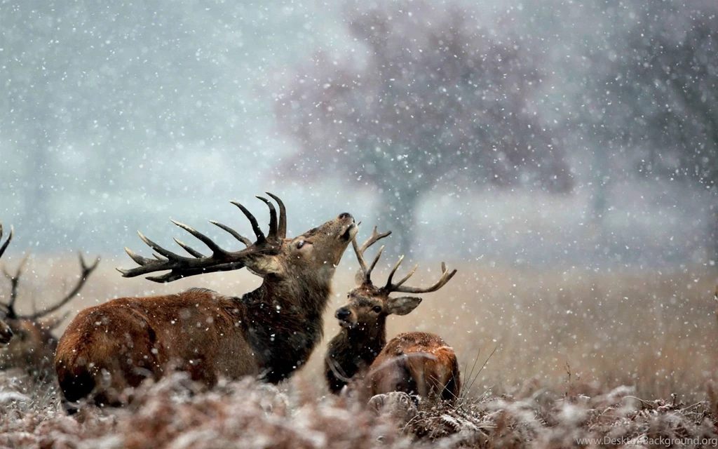 Amazing Deer Animal On Snowfall Wallpapers Back