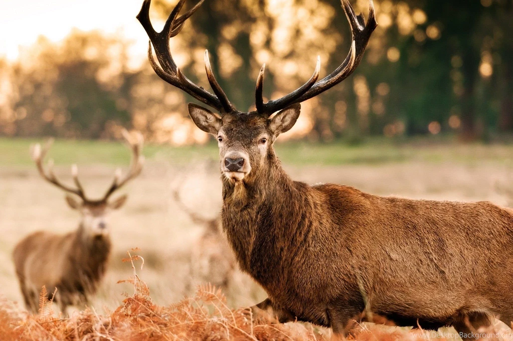 Deer Face Wallpaper.
