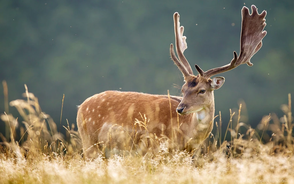 Download Wallpapers 3840x2400 Deer, Spotted, Animal, Grass Ultra HD ...