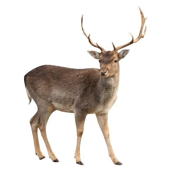 Buck Deer In White Backgrounds Deer Facts And Information
