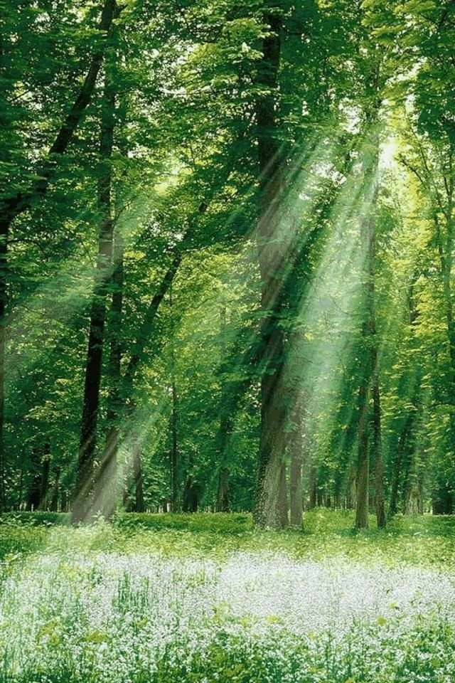 Beautiful Nature Wallpapers Best 20737 iPhone 4 Kampkuz.com