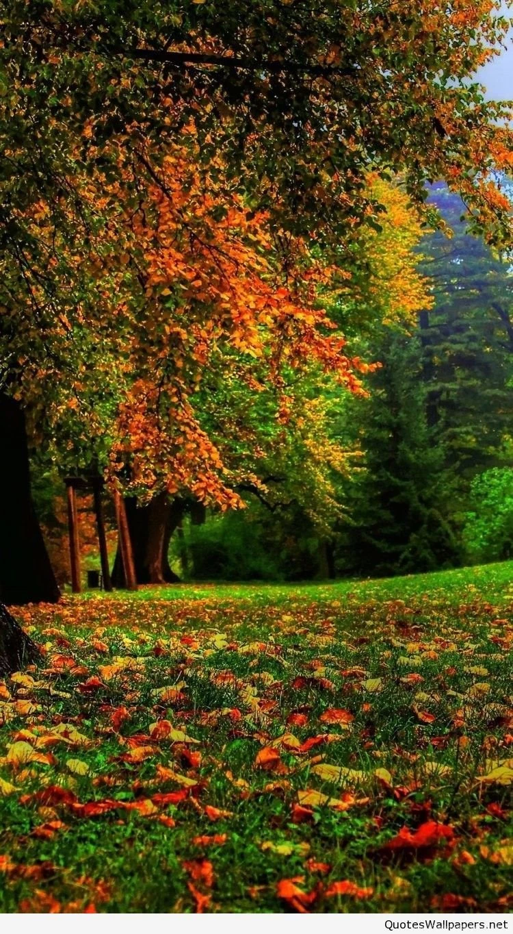 Amazing Iphone Nature Wallpaper Backgrounds Hd