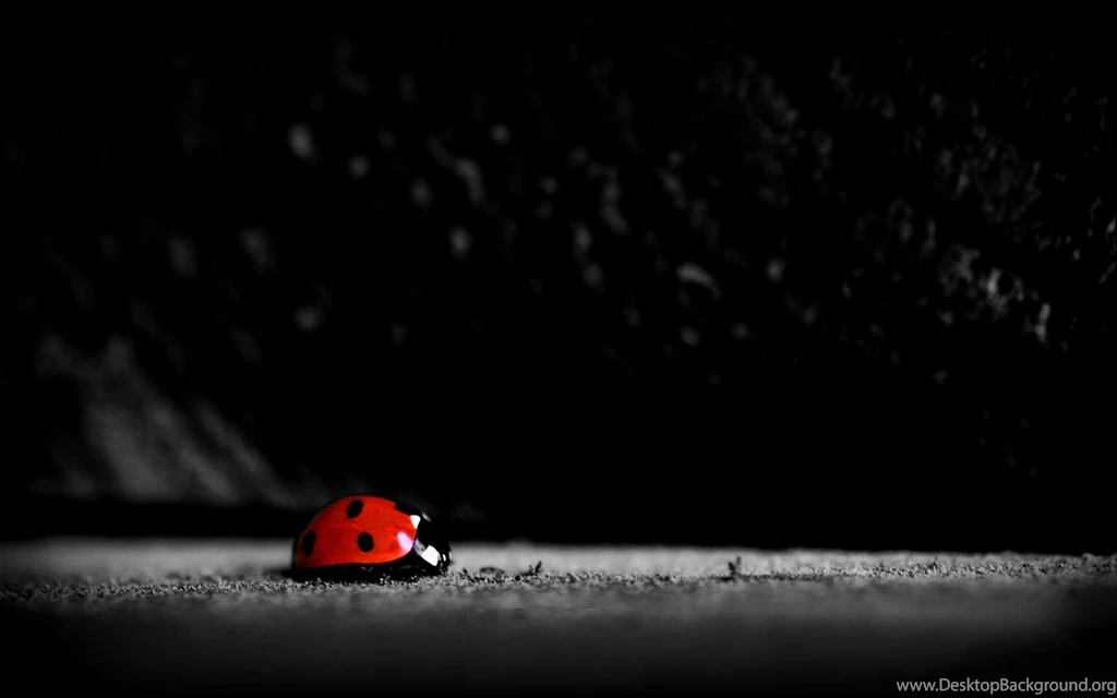 Ladybug Desktop Wallpapers