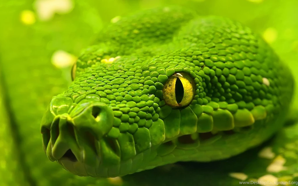 40 Cool Free Desktop Backgrounds
