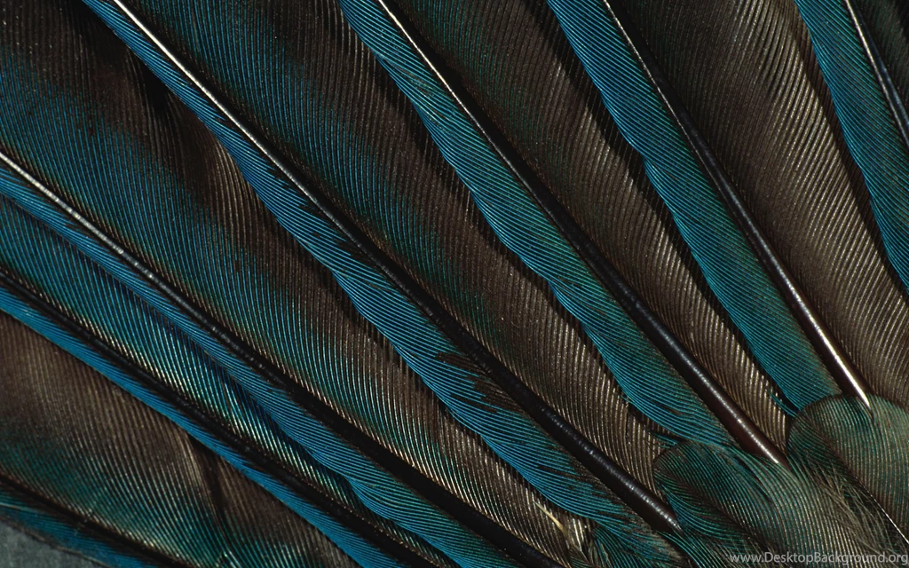 Page 2: Ultra HD 4K Peacock Wallpapers HD, Desktop Backgrounds ...