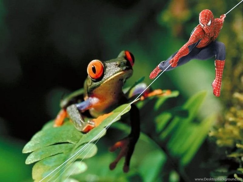 Funny Wallpapers Download_hd Wallpaper_download Free Wallpapers