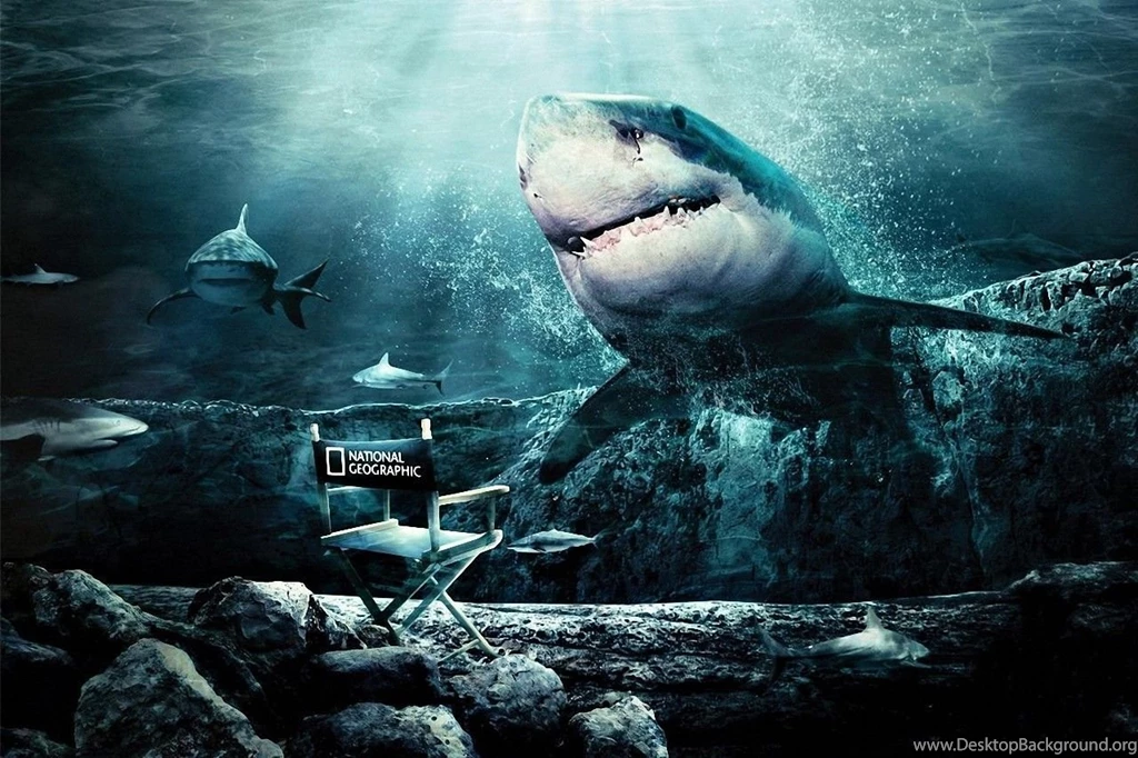 Shark Wallpapers 3563 High Definition Backgrounds Full Size ...