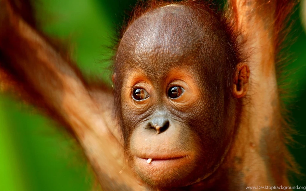 Monkey Backgrounds