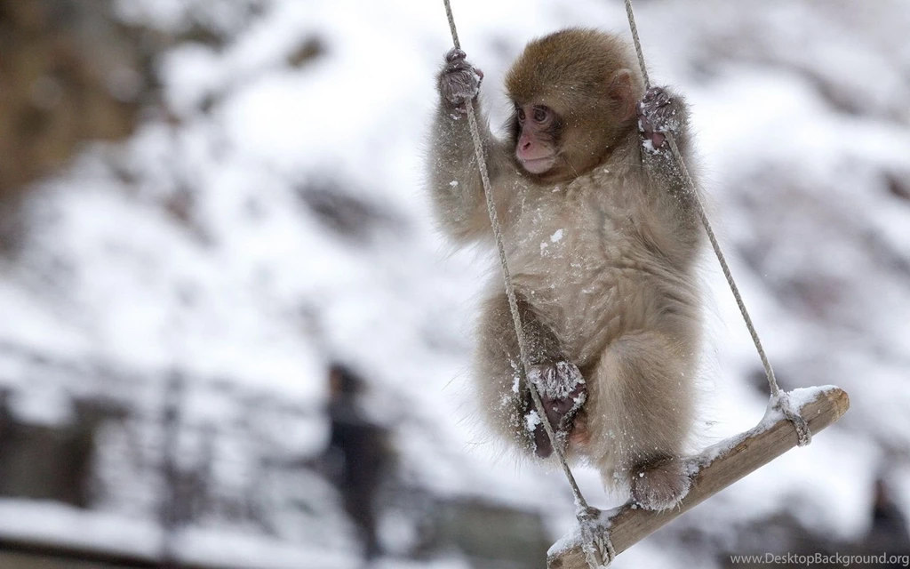 Monkey Computer Wallpapers, Desktop Backgrounds