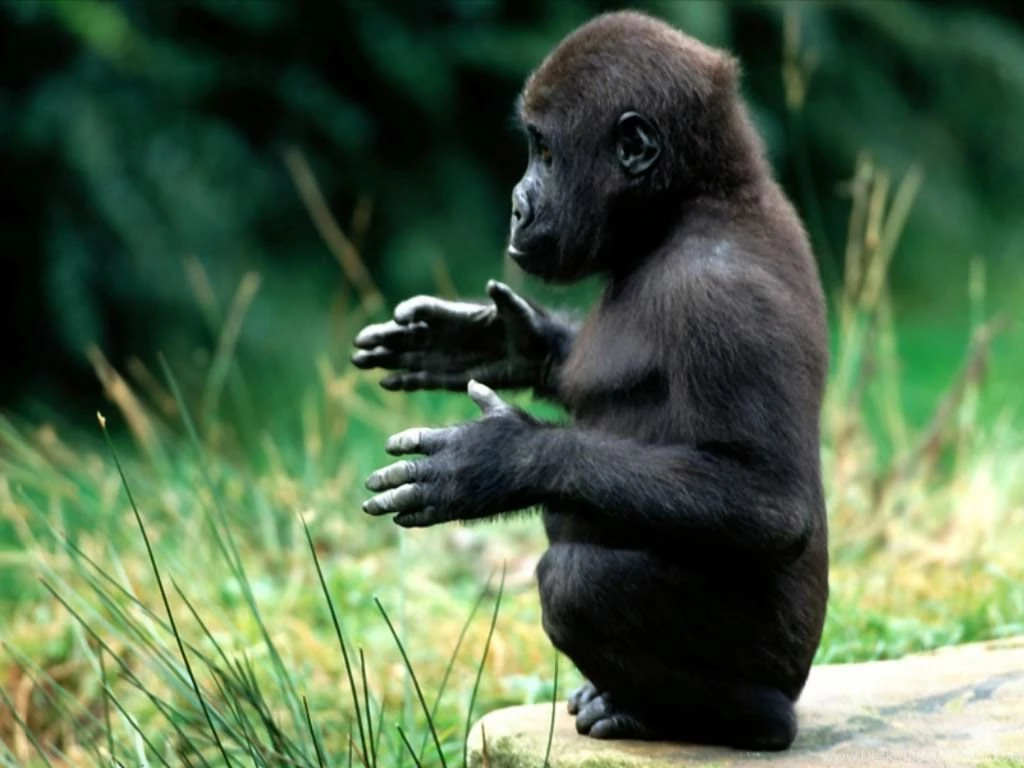 Top Wallpapers Download Monkey Hd Images For Pinterest