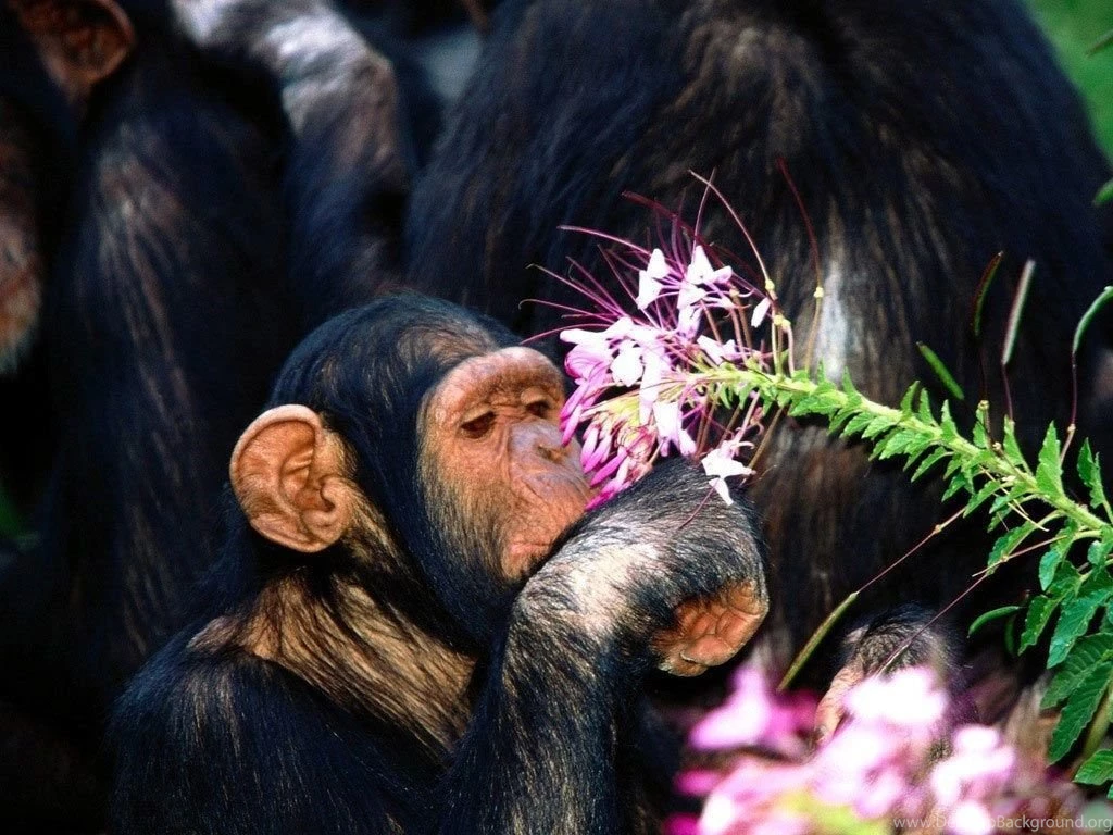 Desktop Wallpapers · Gallery · Animals · Chimpanzees Monkey