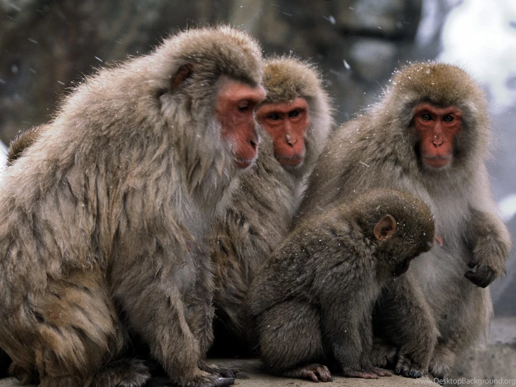 Snow Monkey Wallpapers Photo