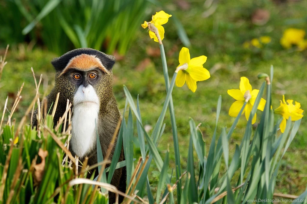 Monkey Computer Wallpapers, Desktop Backgrounds