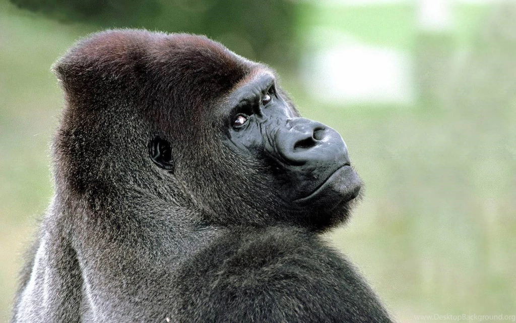 Monkey Wallpapers Hd Free Android Application Createapk.com