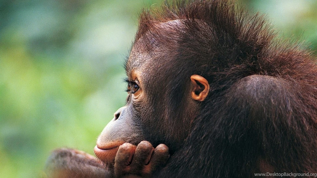 Download Wallpapers 1920x1080 Monkey, Face, Hair Full HD 1080p HD ...