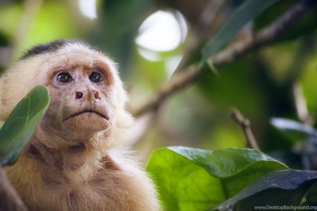 A capuchin monkey nice wallpapers HD   HD Wallpaper Backgrounds Of ...