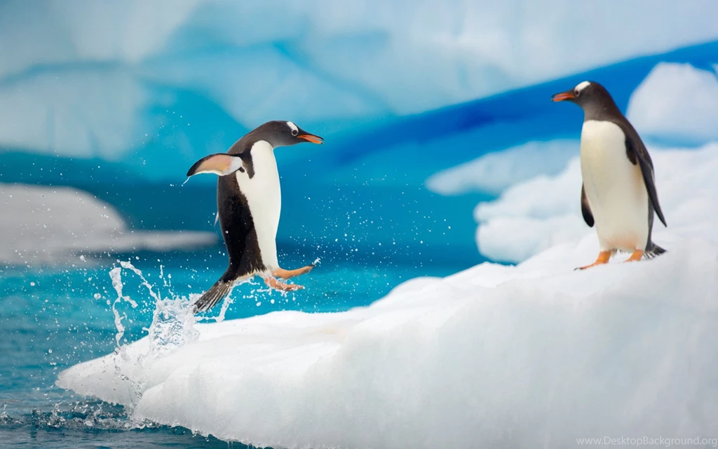Download Wallpapers 3840x2400 Penguins, Couple, Snow, Ice, Arctic ...