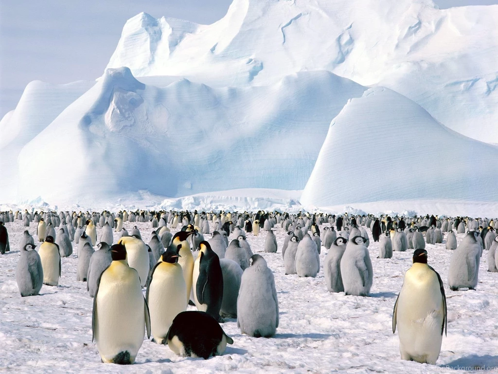 Emperor Penguins Antarctica Wallpapers