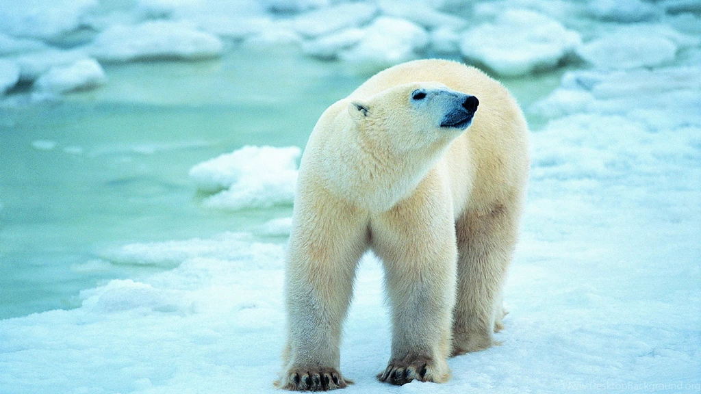 Download Wallpapers 3840x2160 Polar Bear, Snow, Walk, Antarctica 4K ...