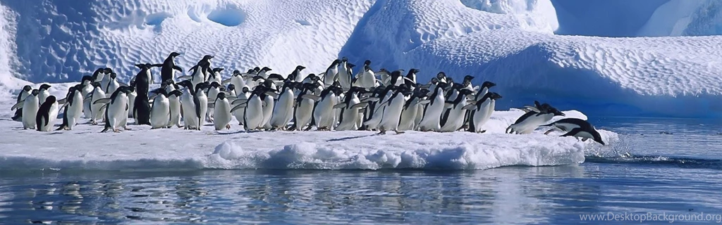 Download Wallpapers 3840x1200 Penguins, Flock, Jump, Ice, Snow ...