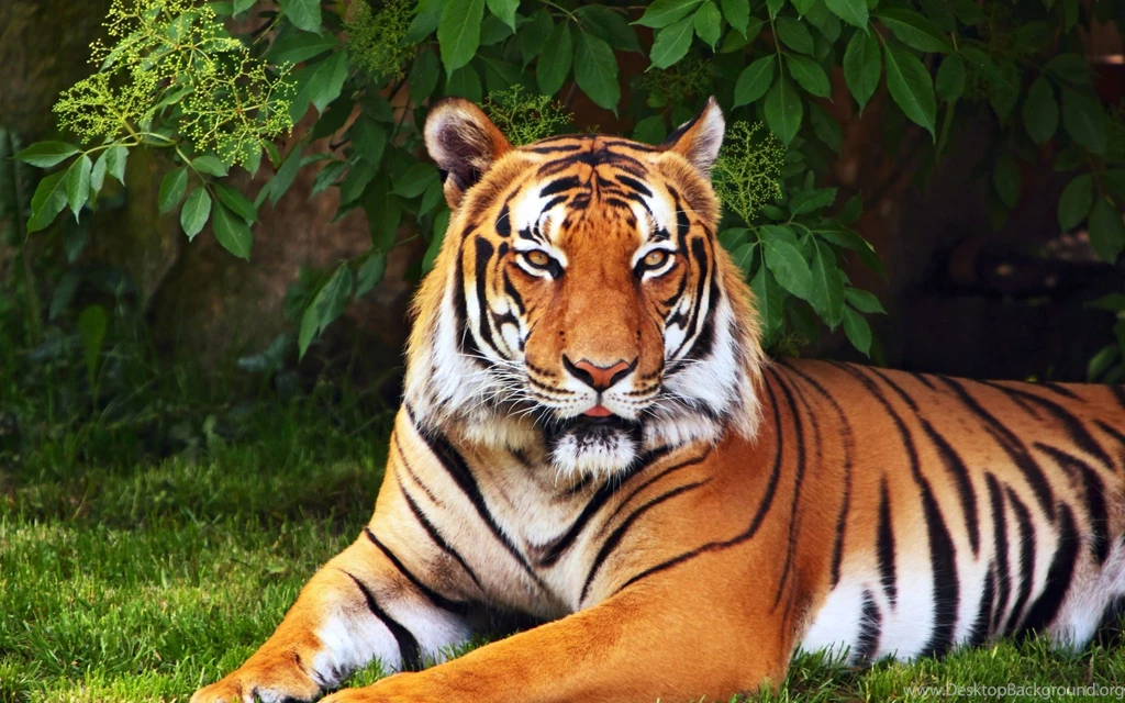 1059 Tiger HD Wallpapers