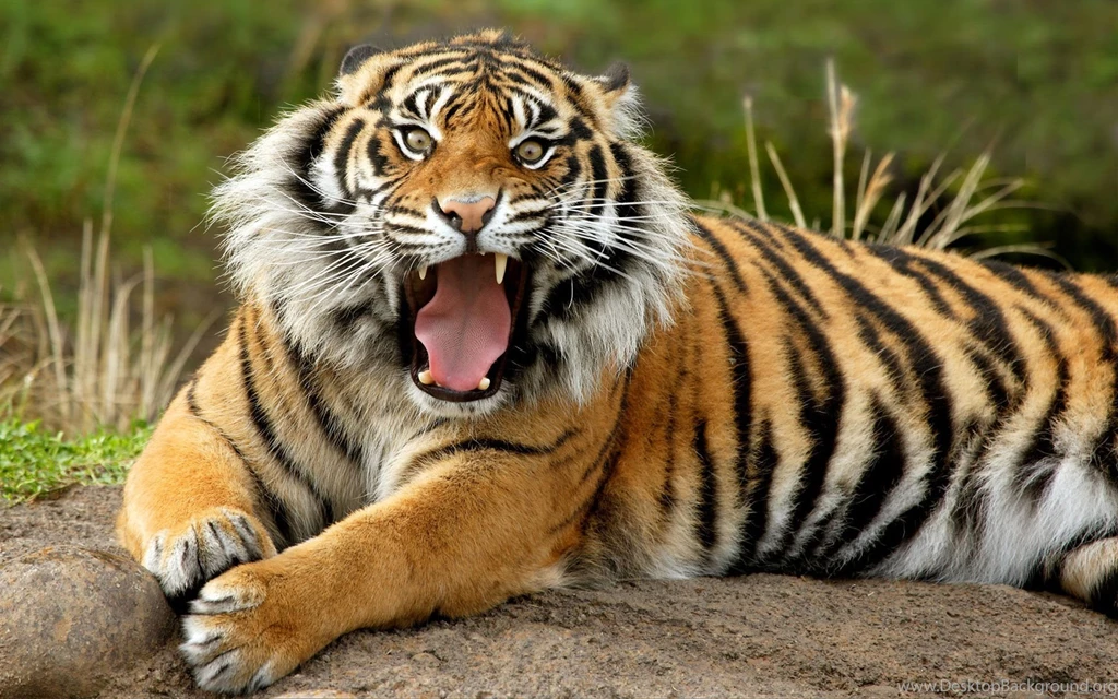 Sumatran Dangerous Tiger Wallpapers