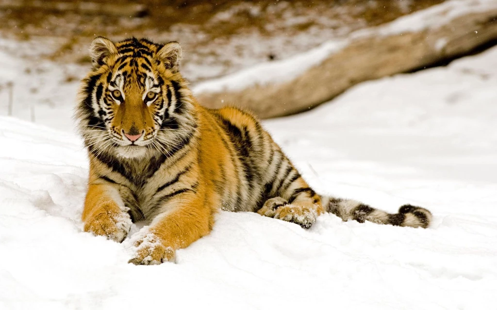 Snowy Afternoon Tiger Wallpapers