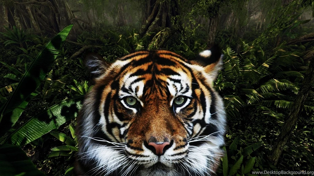 Tiger Photos HD (6) Pleasantwalls.com