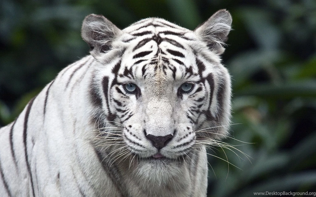 Tigers,Cheetahs,Leopards Wallpapers & HD Desktop Backgrounds Page 1