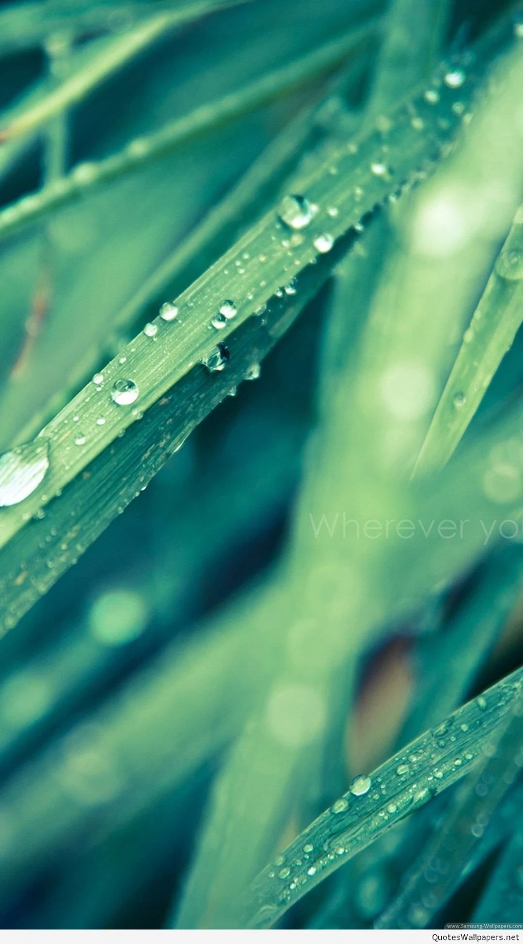 Best Mobile iPhone Wallpapers & Backgrounds With Nature