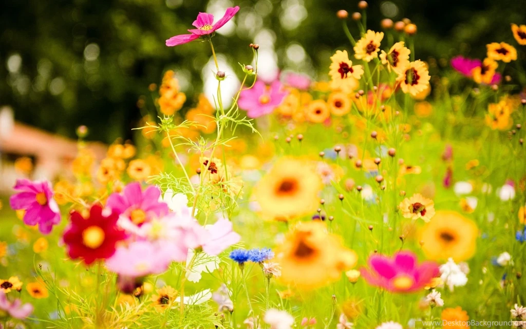 Wallpapers For Desktop Widescreen HD Wallpaper Backgrounds Of ...