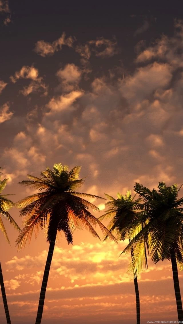 3D Palm Sunset iPhone 5 Wallpapers