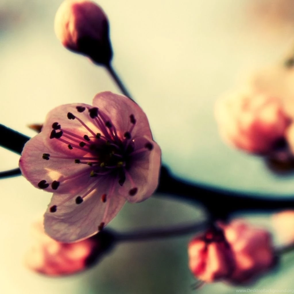 Cherry iPad Wallpapers