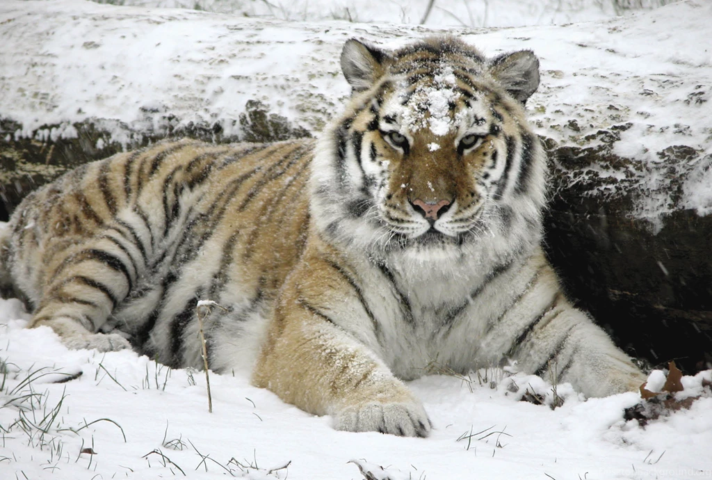 Tigers