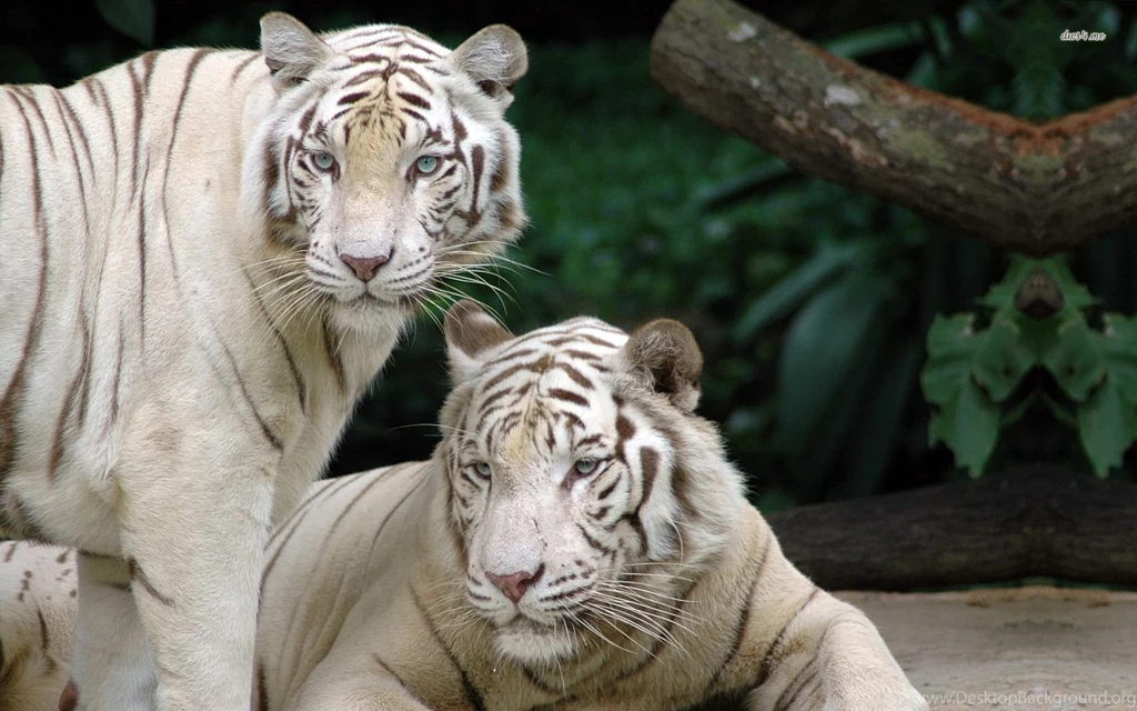 White Bengal Tigers Wallpapers   Animal Wallpapers