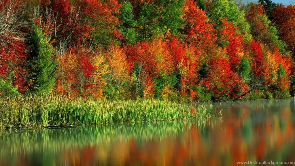 Desktop Wallpapers · Gallery · HD Notebook · River And Wood Hd ...