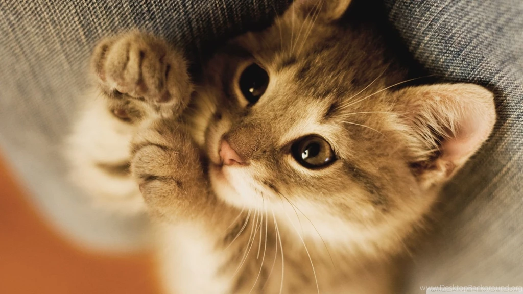 Cute Lazy Kitten Wallpapers 1920x1080 Cute Lazy Kitten ...