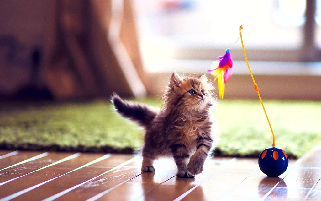 Kitten Wallpapers Full HD