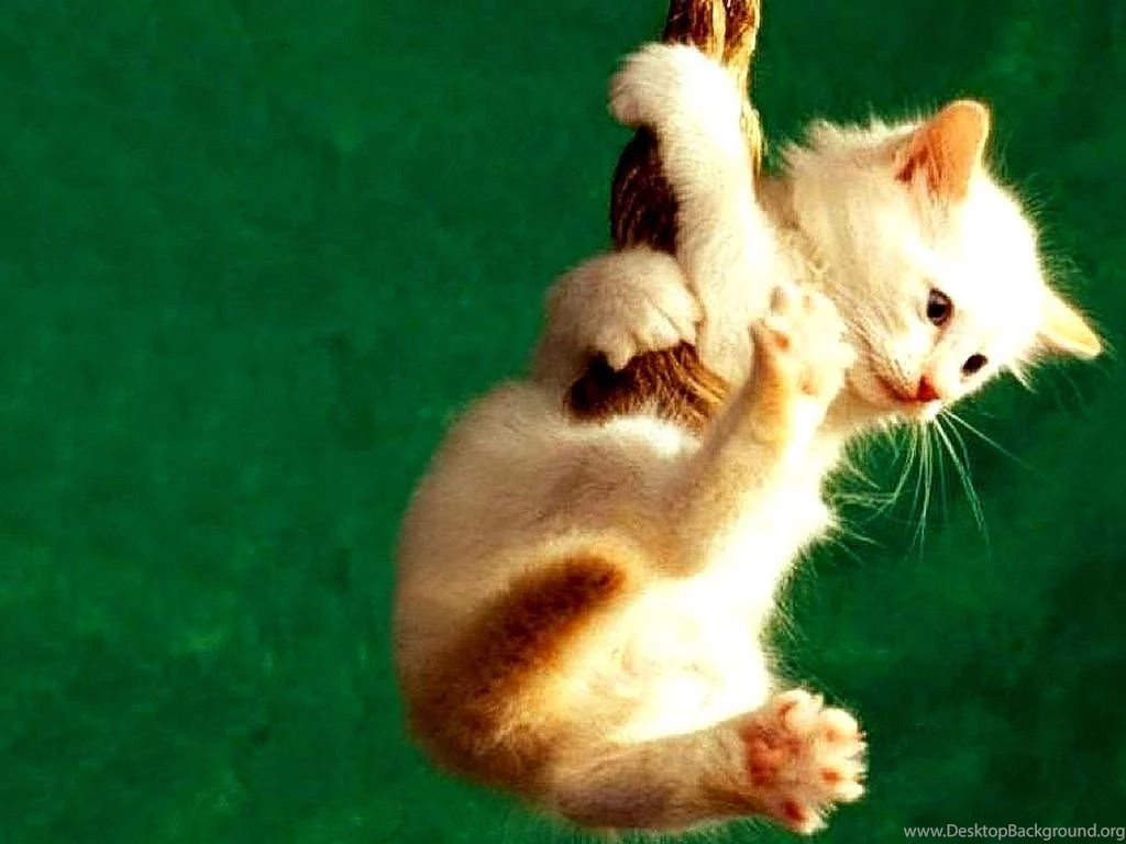 Hang in there cute kitten wallpaper.jpg