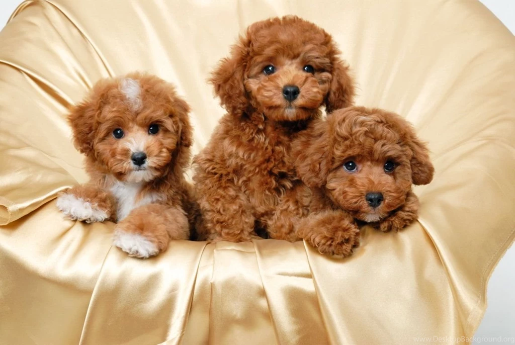 Cute Puppy HD Wallpapers