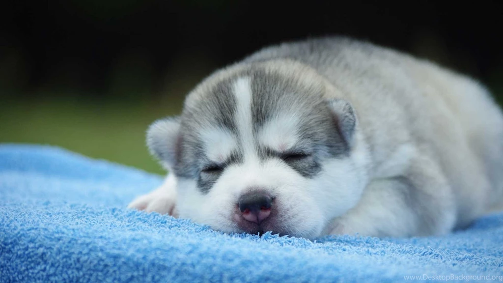 Cute White Sleeping Boxer Puppies Wallpapers HD One Punch Man