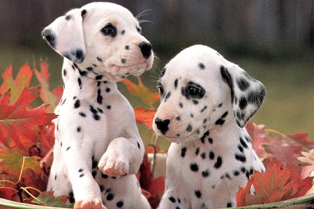 Free Dalmatian Puppies Wallpapers HD