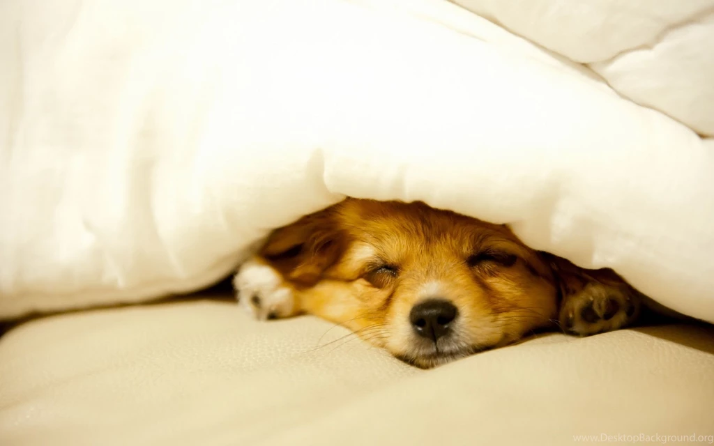 Cute Puppy