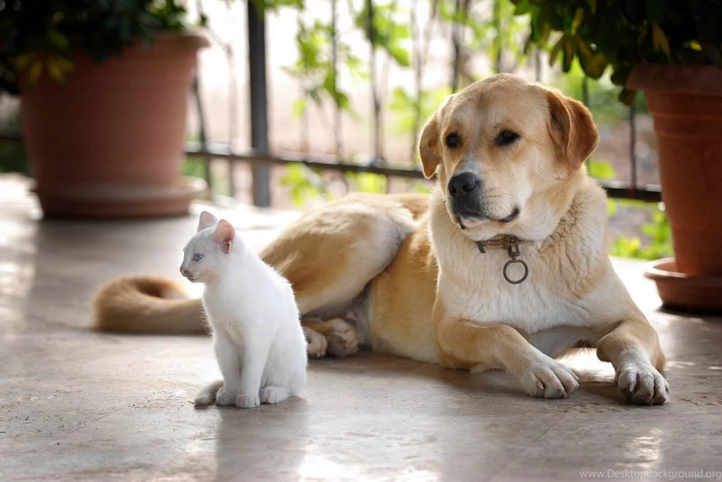 Puppy Hd Image Wallpapers