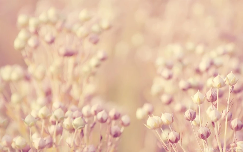 Vintage Flower Images And Wallpapers Download