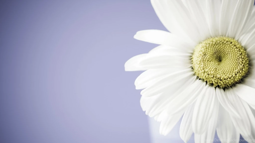 Flower Wallpapers_nature Wallpaper_download Free Wallpapers
