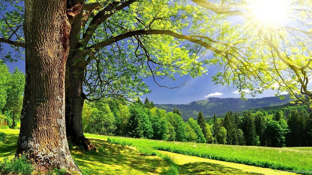 Summer Wallpaper_hd Wallpaper_download Free Wallpapers