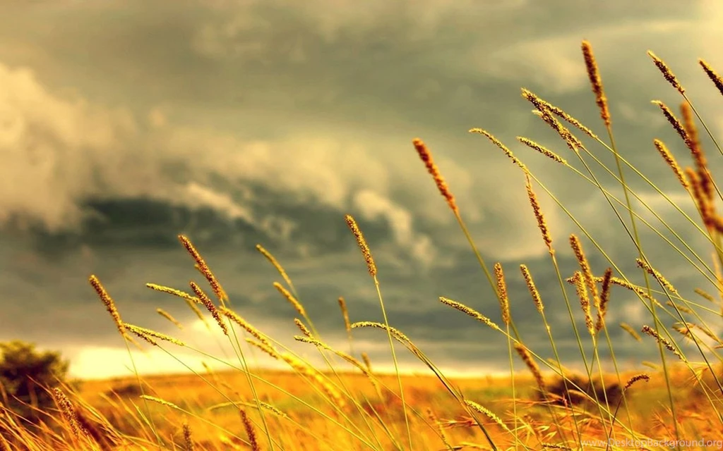 Summer wallpaper 25.jpg