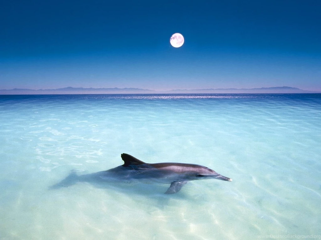 Free Dolphin Desktop Wallpapers